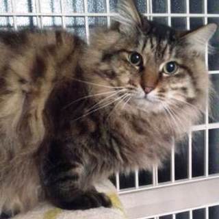 シャシャ丸　ちょっと臆病な男の子です