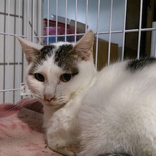 元飼い主が亡くなられ保護した子。もんくん☆