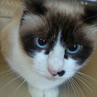 元飼い主が亡くなられ保護した子。よしえさん☆