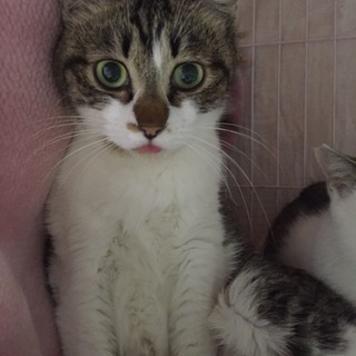 元飼い主が亡くなられ保護した子。コサバちゃん☆