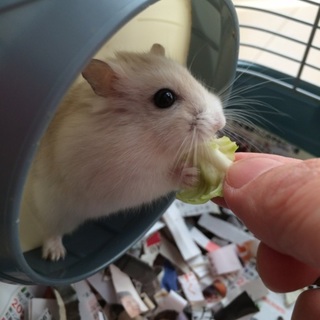 応募多数のため一旦締め切ります。