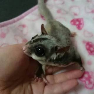 フクロモモンガ♀5歳の里親募集