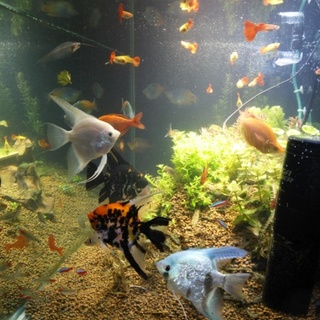 エンゼルとコームスケール、ハーフオレンジの里親募集