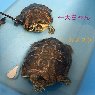 カメ2匹の里親さん募集します