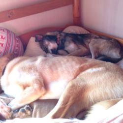 「おともだちトライアル！」サムネイル3