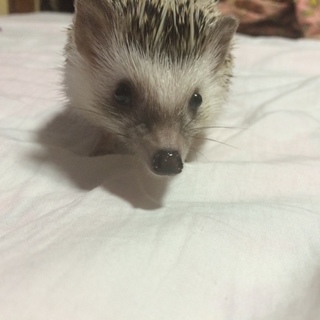 ハリネズミの里親募集