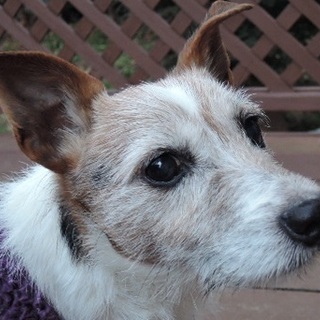 性格・社会性◎大人しくておススメのＪＲＴジャンプ君