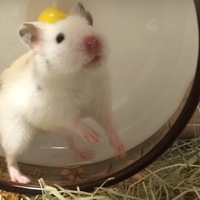 ハム公