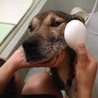 忠犬メッシ里親さん募集中 サムネイル2