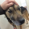 忠犬メッシ里親さん募集中 サムネイル3