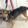 忠犬メッシ里親さん募集中 サムネイル4