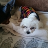 マルチーズ♂　推定5歳　 サムネイル2