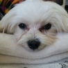 マルチーズ♂　推定5歳　 サムネイル7