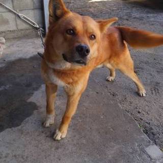 ２度も捨てられたワンちゃん