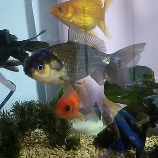金魚の黒ジャンボオランダの里親募集