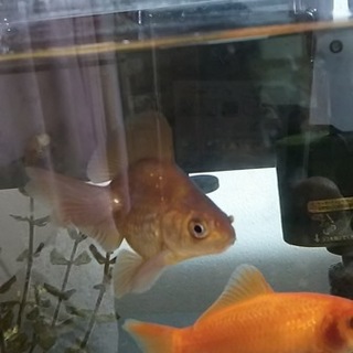 金魚、茶色ブロードテール流金