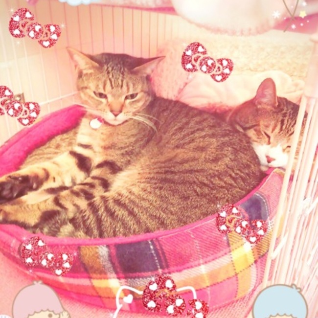 まゆりん7183のカバー写真