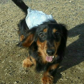 カニヘンダックス 雄1歳8ヶ月