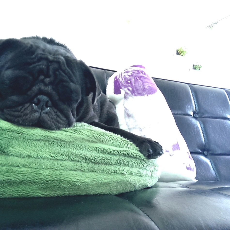 ひっちゃんのカバー写真