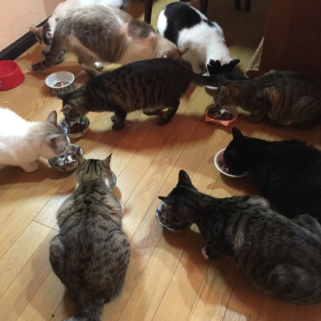 ジロニャンのカバー写真