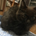 黒猫モフモフ！オス4ヶ月！