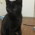 黒猫！尻尾長い！メス！4ヶ月