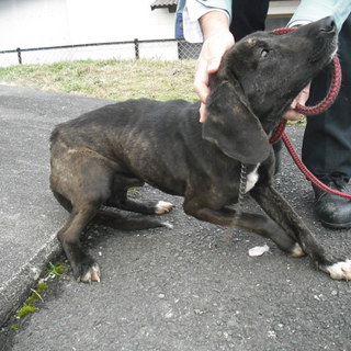 期限切迫！！猟犬？落ち着いた性格の男の子