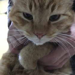 トラッシュ