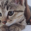 可愛い猫ちゃんです（；＿；）
