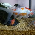 金魚、コメット里親募集