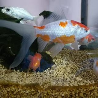 金魚、コメット里親募集