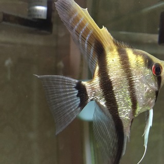 エンジェルフィッシュ1匹お譲りします。