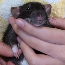 シロ、娘の一押しくんに昇格