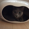 猫カプセル