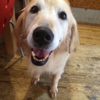 トライアル決定　可愛いゴールデンの女の子♪