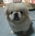 生後3ヵ月のペキニーズ 