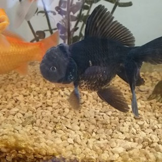 金魚、ブラックドラゴンの里親募集。送料無料です。
