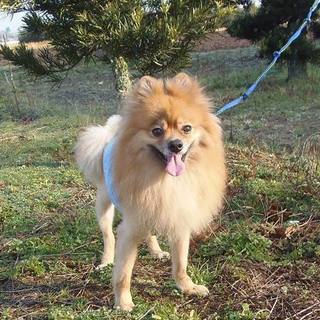 ちょっと大きめな元気坊主ポメのジープ♂1歳くらい
