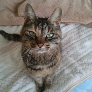 家族の一員にしてあげてください！