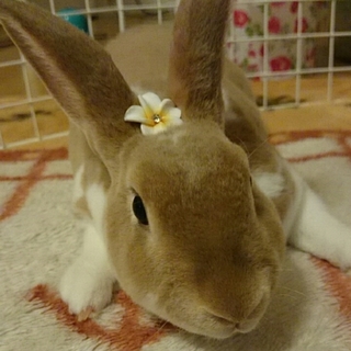 ミニレッキスの女の子の里親募集です。