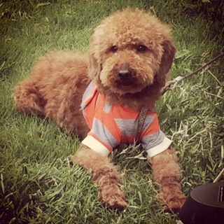 応募ありがとうございました