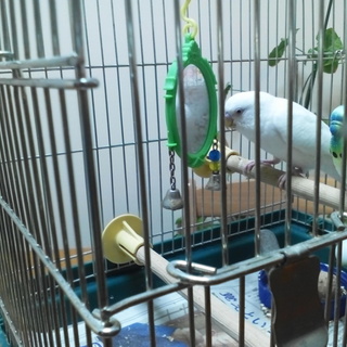 手乗りセキセイインコ