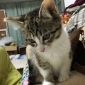 やんちゃな三毛猫の女の子！