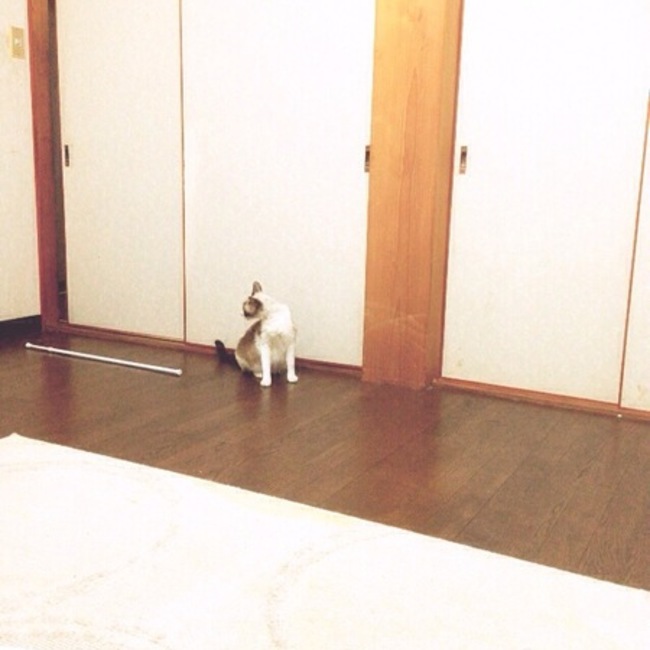 はたけ畑のカバー写真