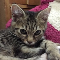 らいが