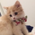 里親様が決定致しました！ありがとうございました！