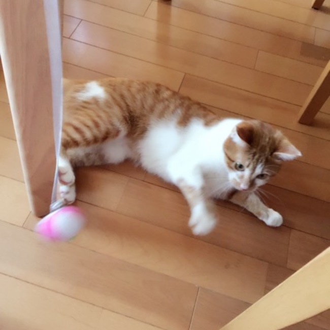 ゆかり0107のカバー写真