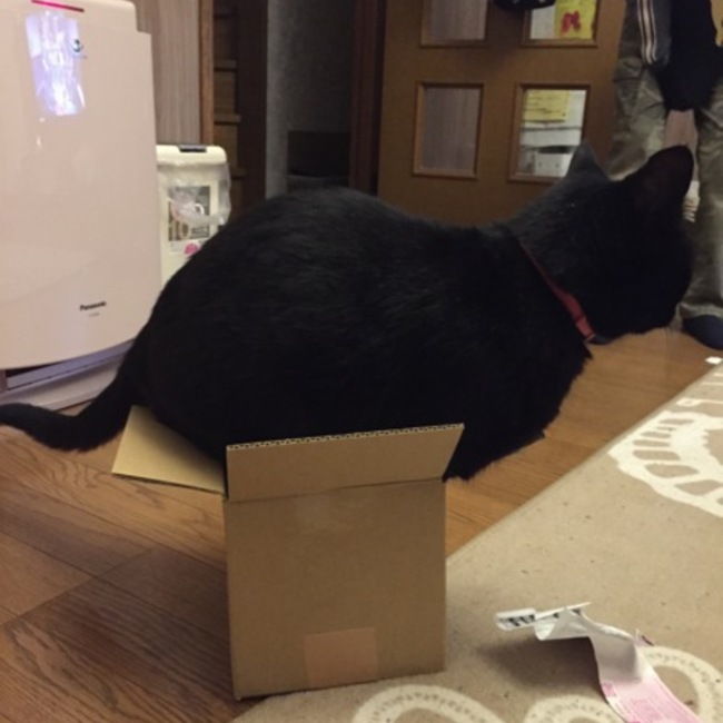 まぃピのカバー写真