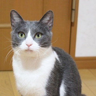 綺麗なグレ×白のグレースちゃんです♪