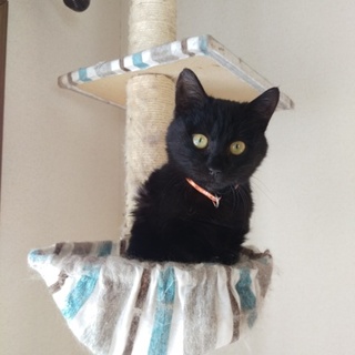 ありがとうございました☆ベタベタゴロゴロ⭐ネロくん